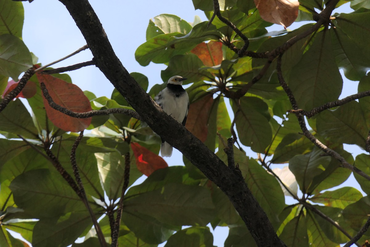 Black-collared Starling - ML630149831