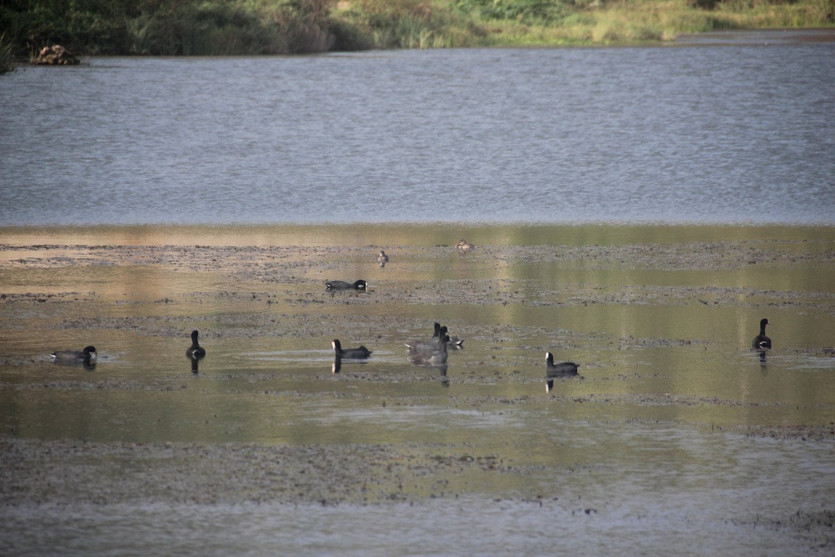 American Coot - Justin Sealy