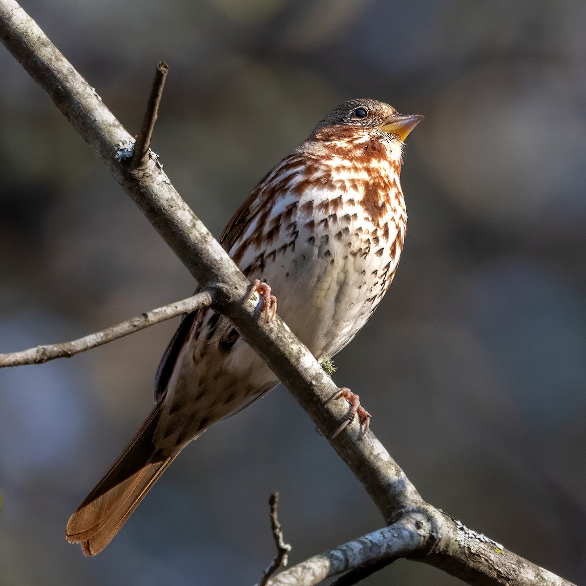 Fox Sparrow (Red) - ML630150057