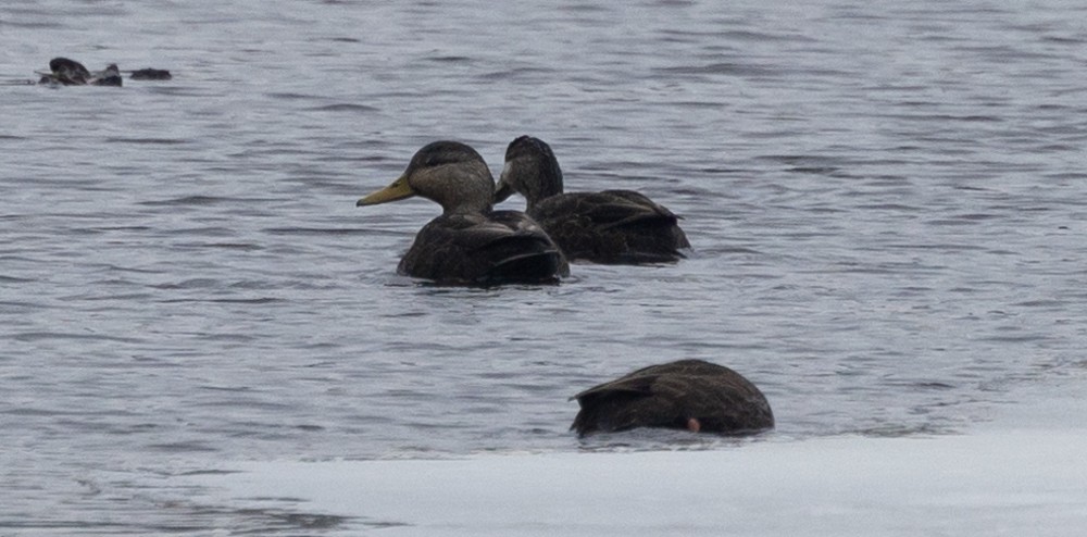 American Black Duck - ML630150158