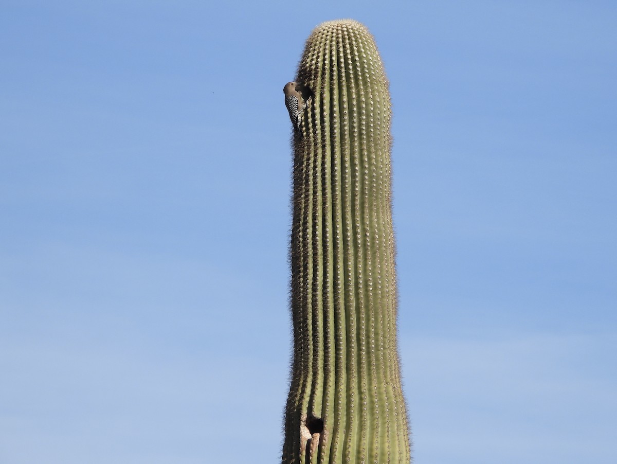 Pic des saguaros - ML630150260
