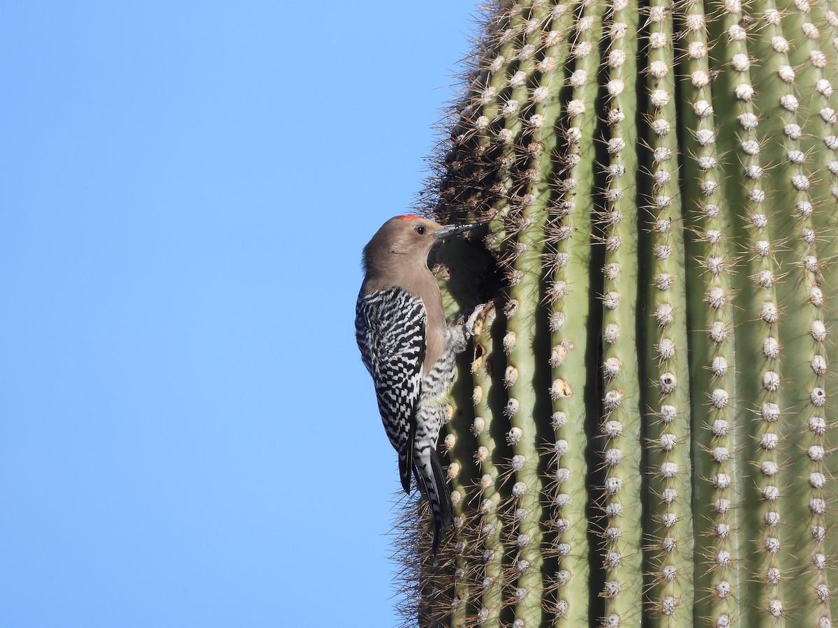 Pic des saguaros - ML630150265