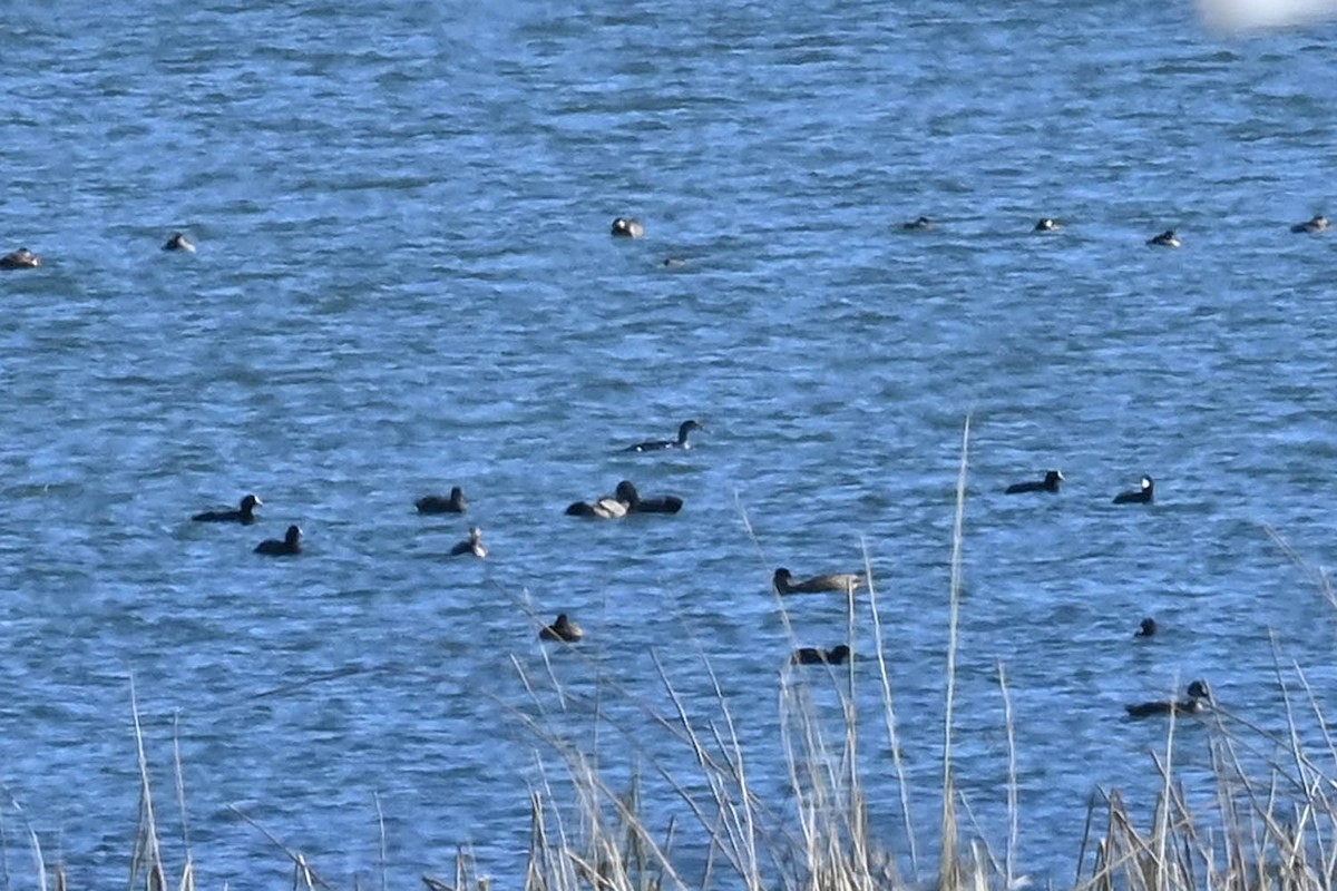 Red-necked Grebe - ML630150270