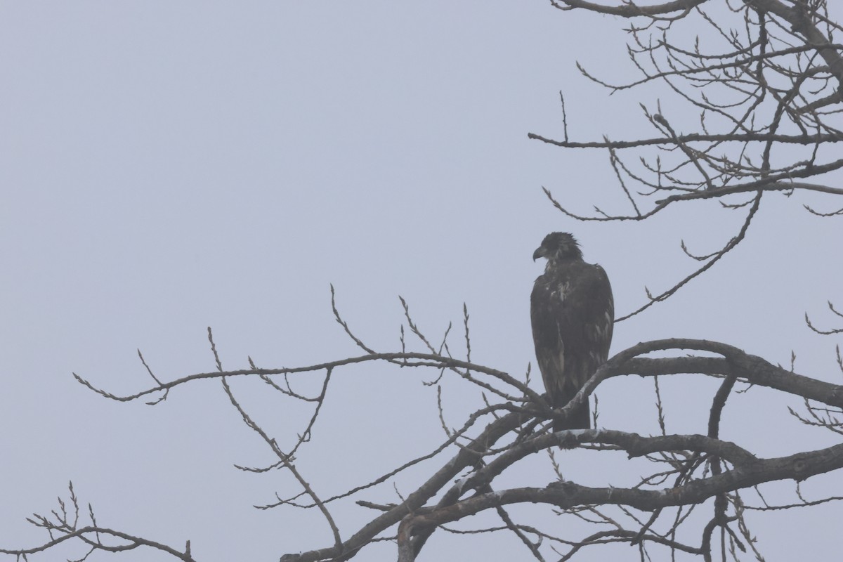 Bald Eagle - ML630150421
