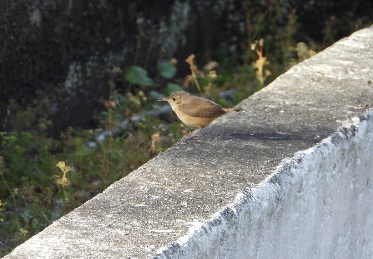 Southern House Wren - ML630150448