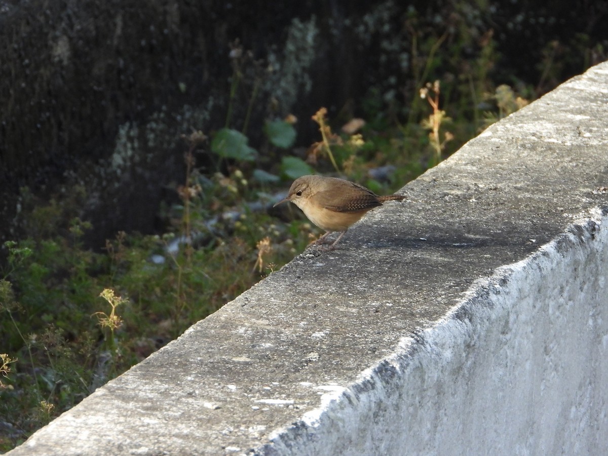 Southern House Wren - ML630150449