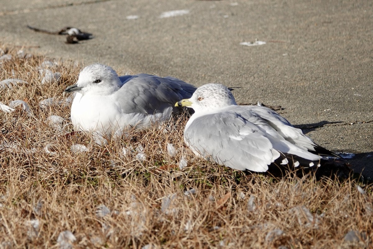 Ring-billed Gull - ML630150562