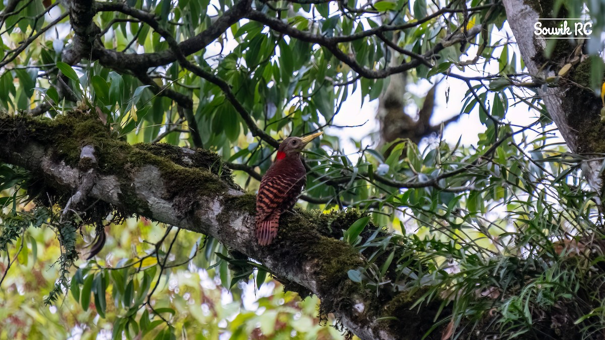 Bay Woodpecker - ML630150732