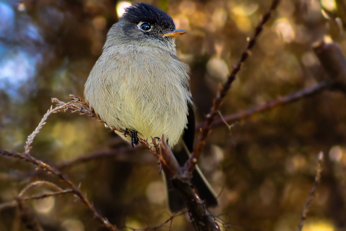 Black-capped Flycatcher - ML630150766