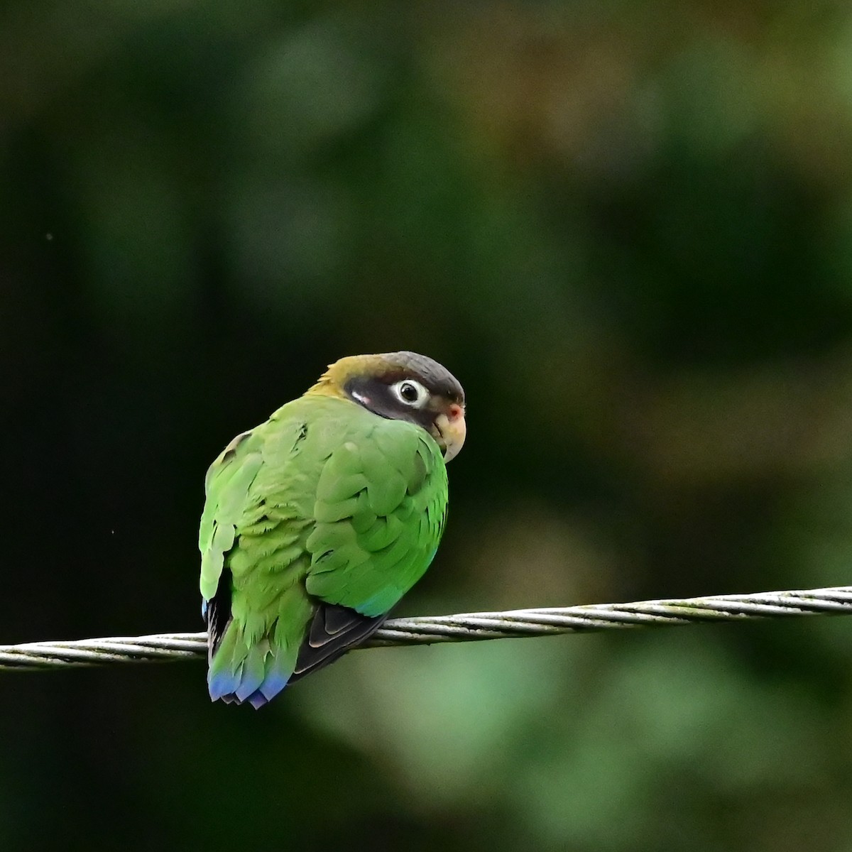 Brown-hooded Parrot - ML630150787