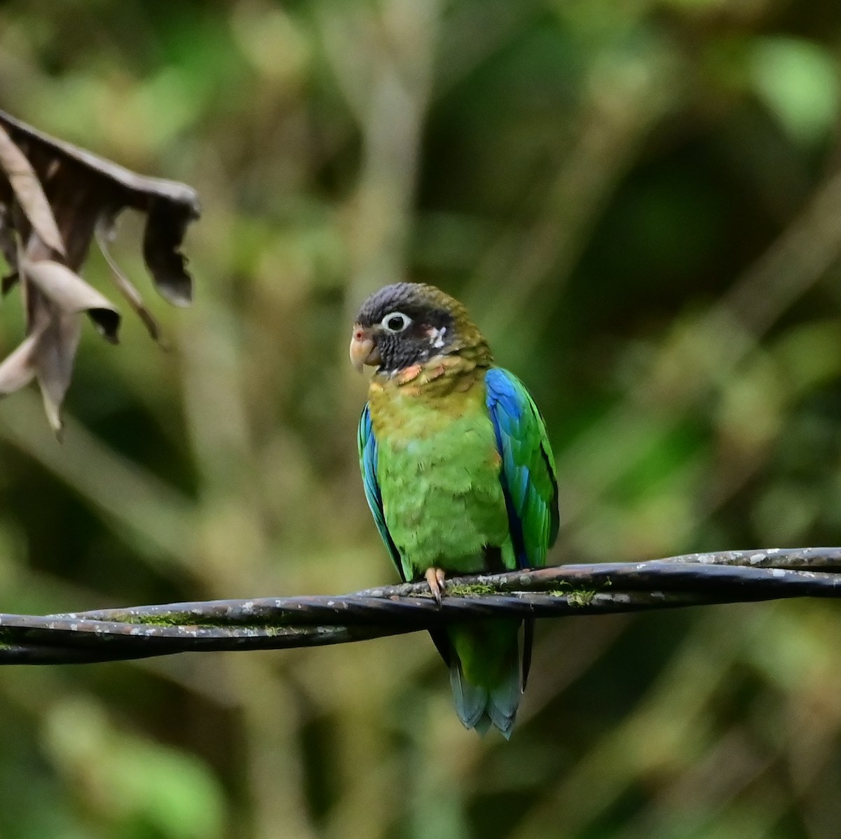 Brown-hooded Parrot - ML630150806