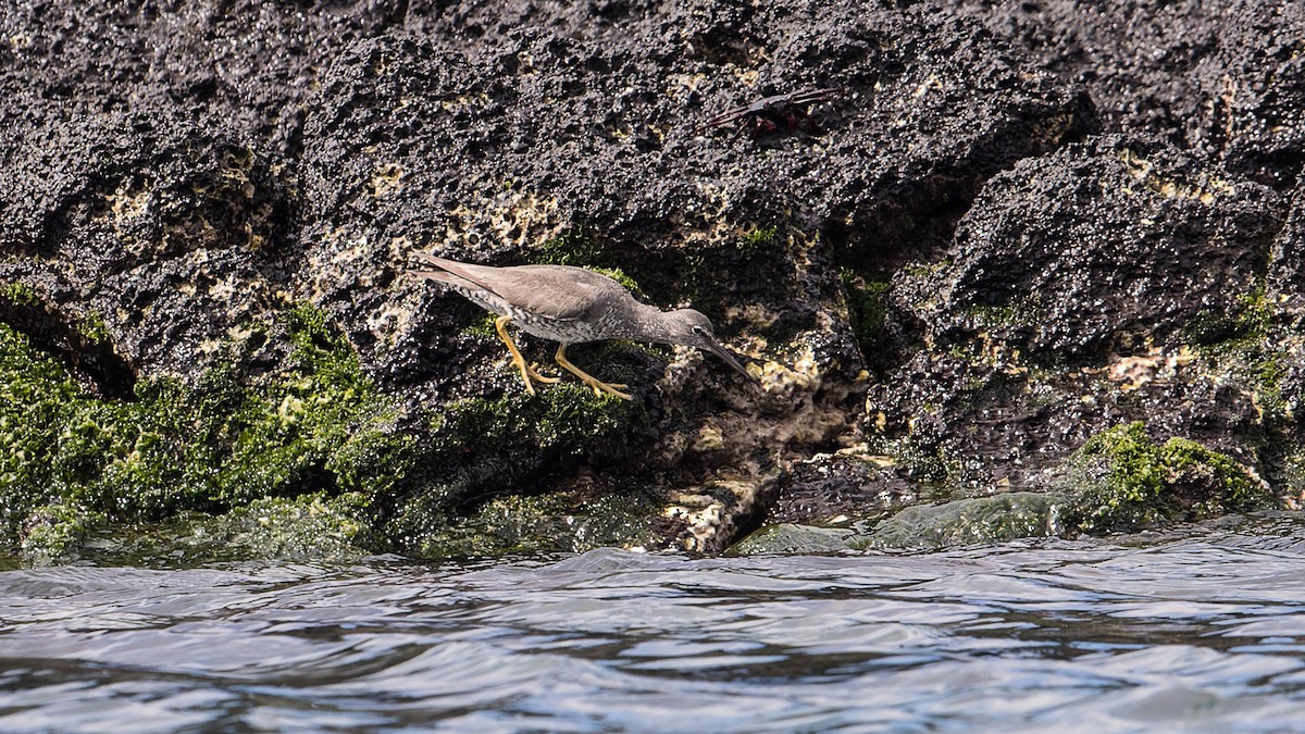 Wanderwasserläufer - ML630150903