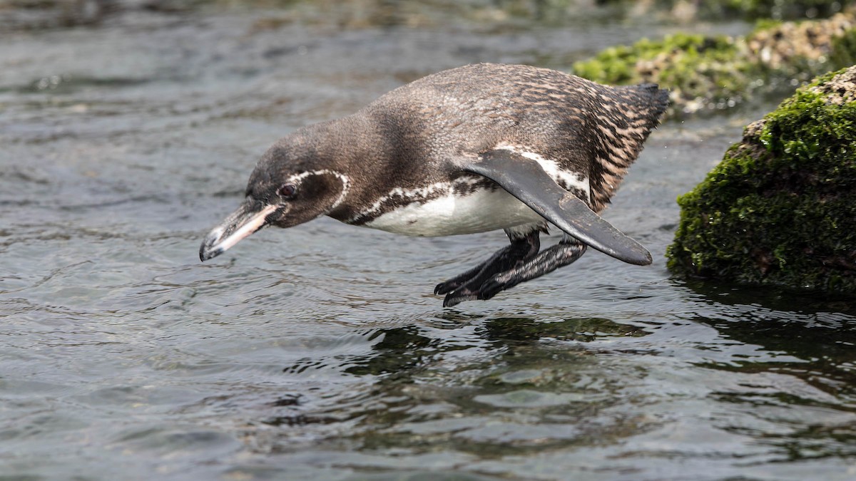 Galápagospinguin - ML630150932