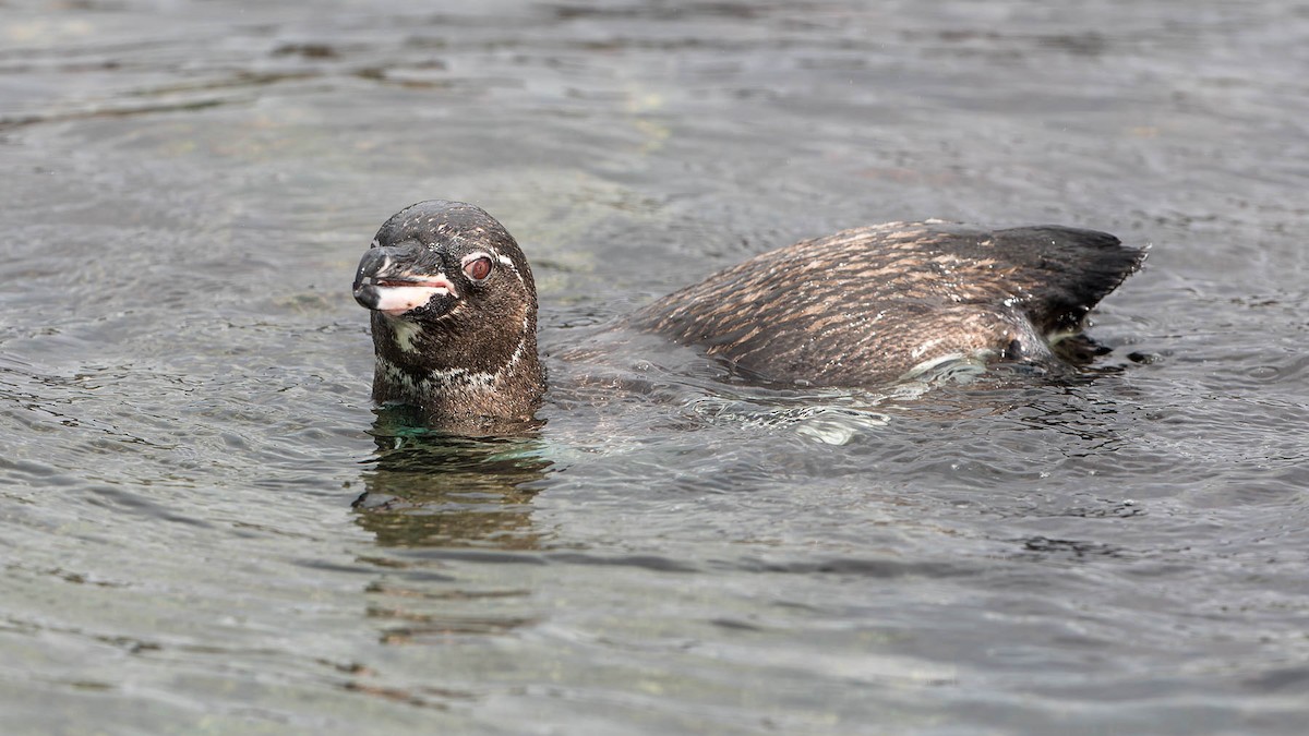 Galápagospinguin - ML630150933