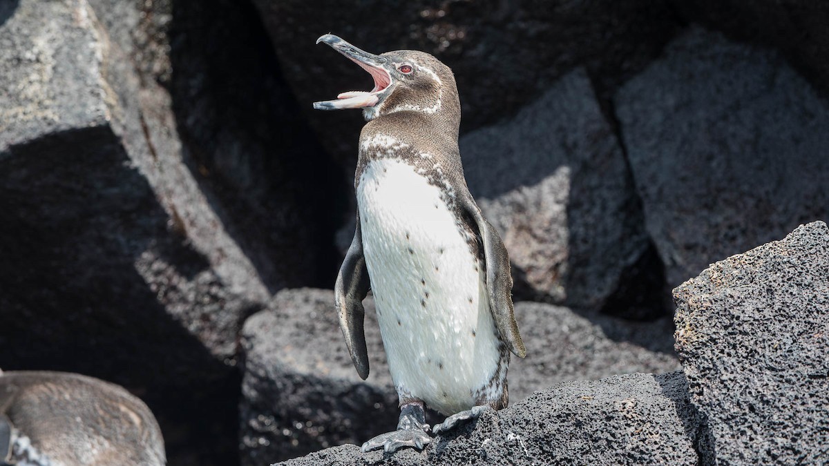 Galápagospinguin - ML630150934