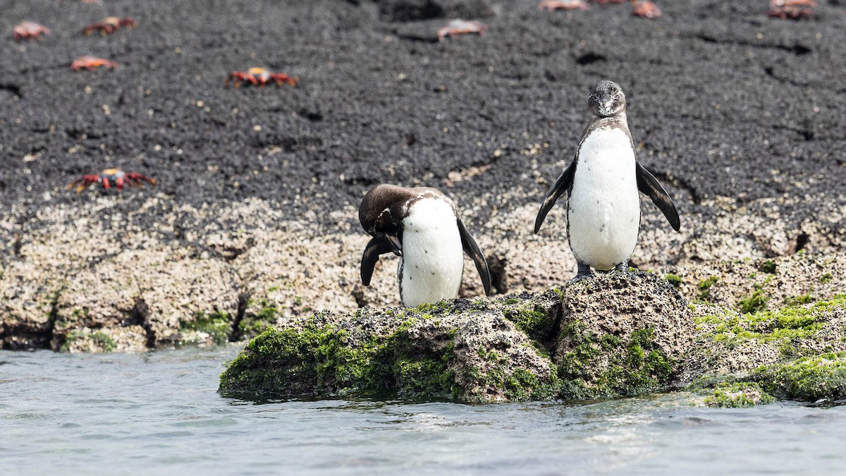 Galápagospinguin - ML630150935