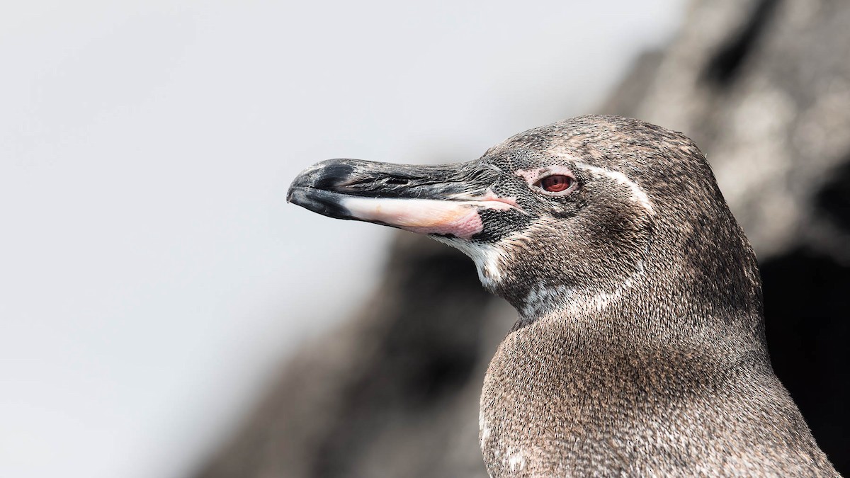 Galápagospinguin - ML630150936