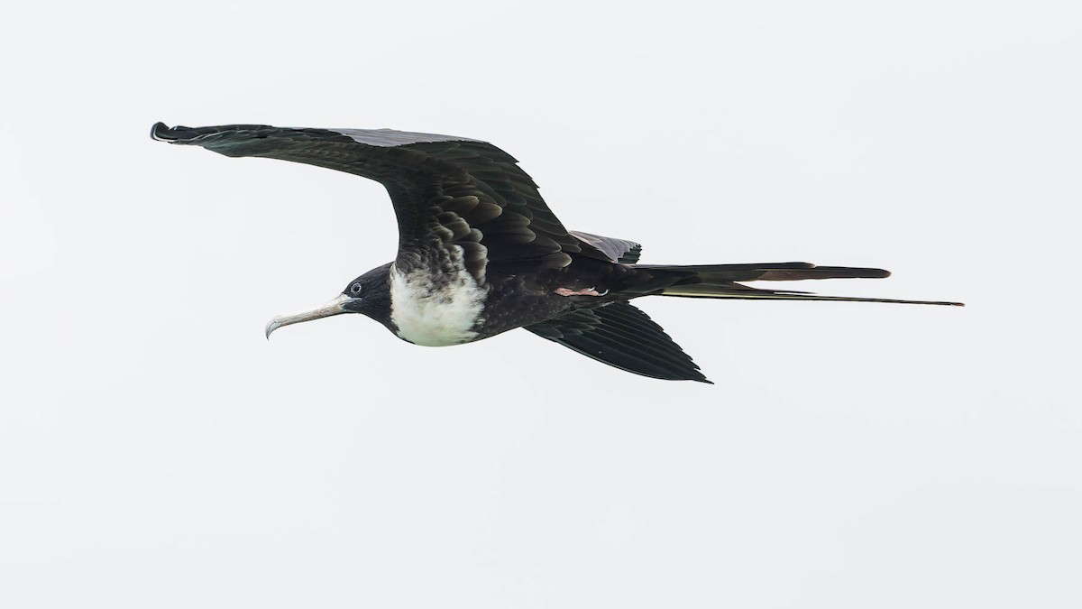 Prachtfregattvogel - ML630150962