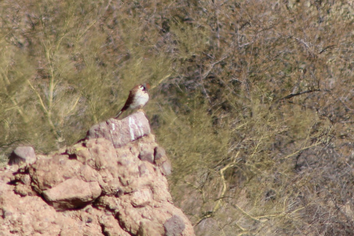 American Kestrel - ML630150972