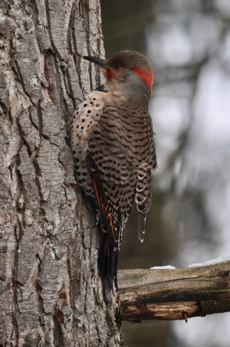 Northern Flicker (Yellow-shafted x Red-shafted) - ML630150973