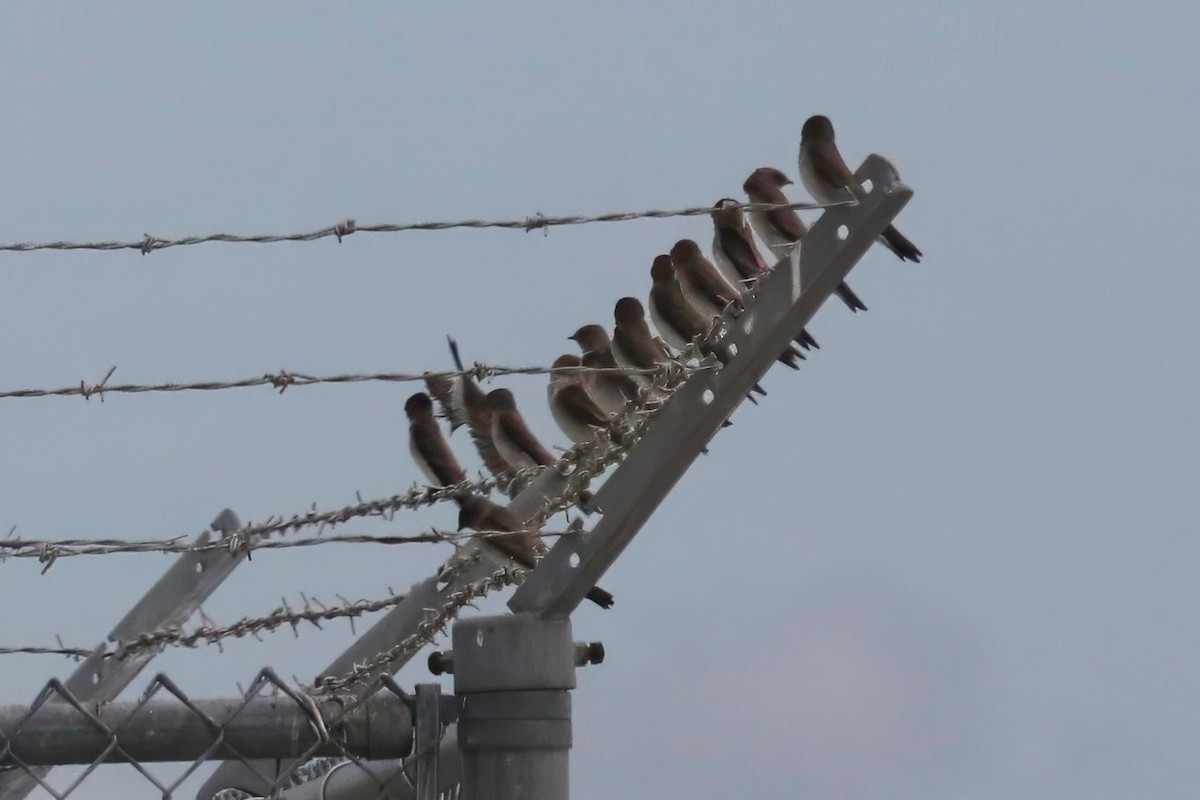 Northern Rough-winged Swallow - ML630151005