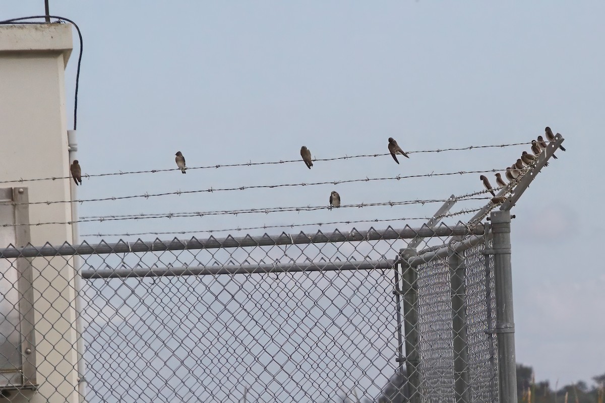 Northern Rough-winged Swallow - ML630151006