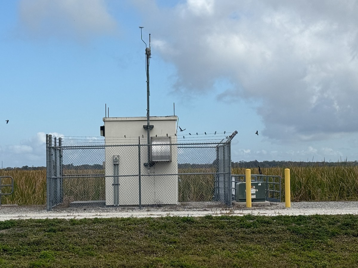 Northern Rough-winged Swallow - ML630151007