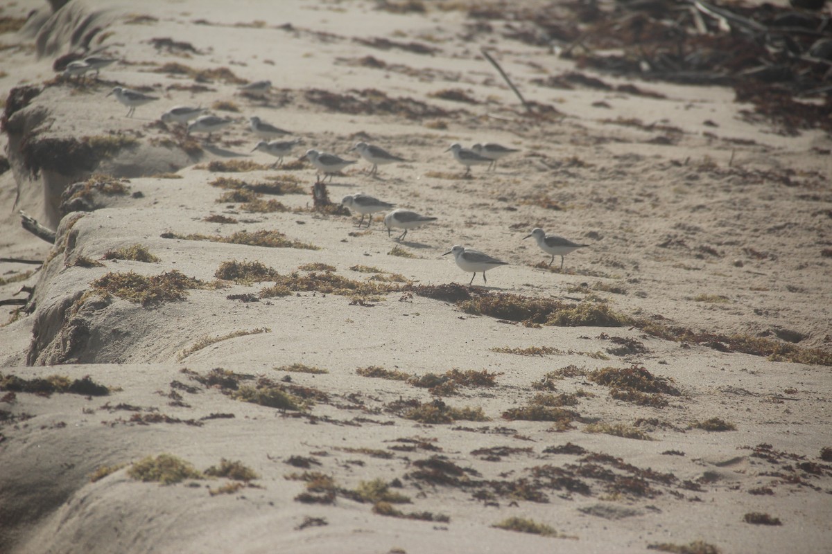 Sanderling - ML630151073