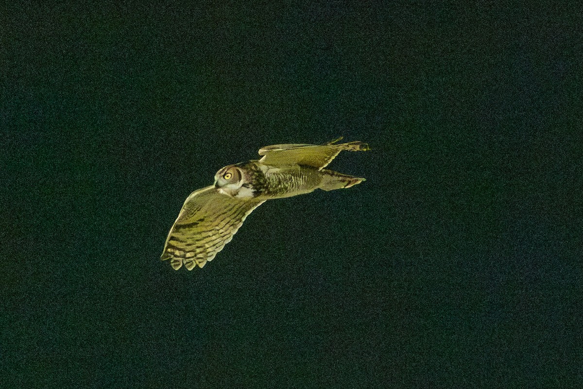 Great Horned Owl - ML630151099