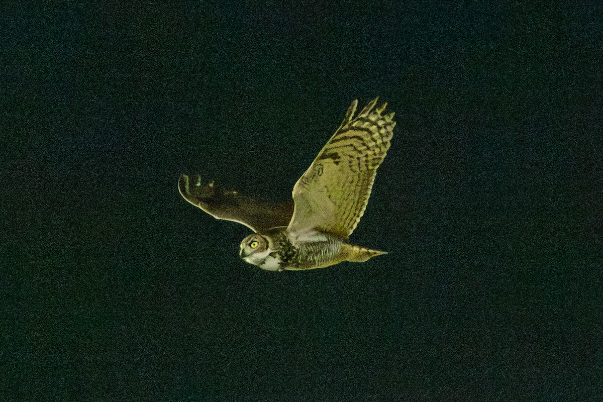 Great Horned Owl - ML630151100