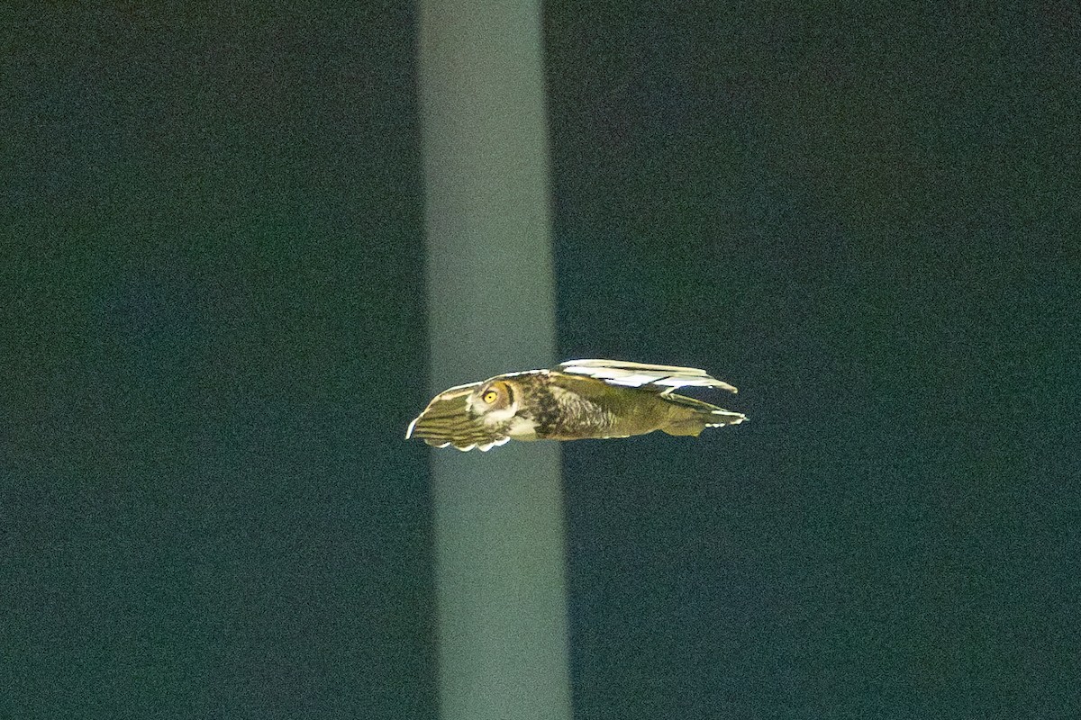 Great Horned Owl - ML630151101