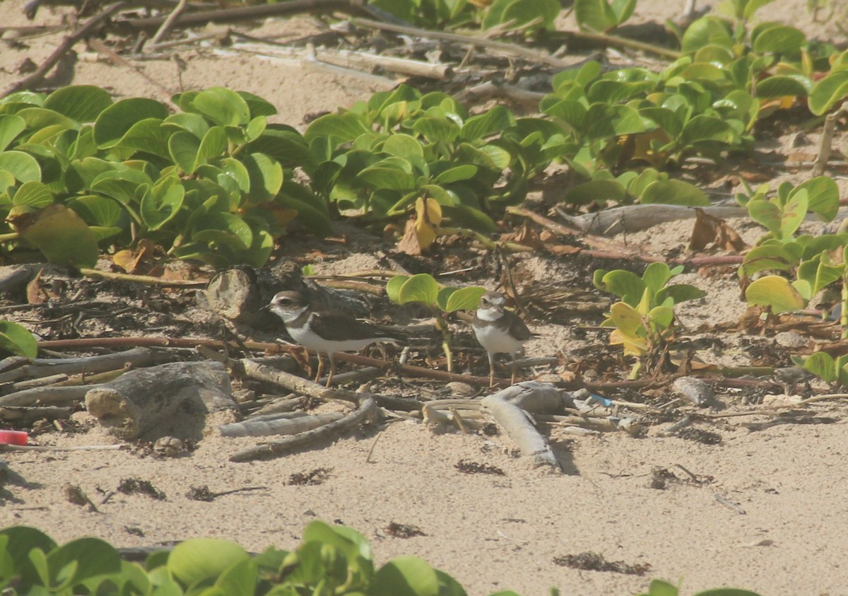 Semipalmated Sandpiper - ML630151153