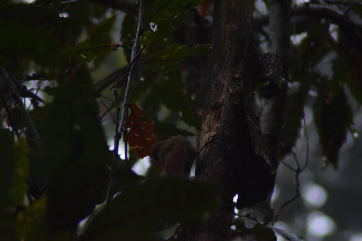 Olivaceous Woodcreeper - ML630151174