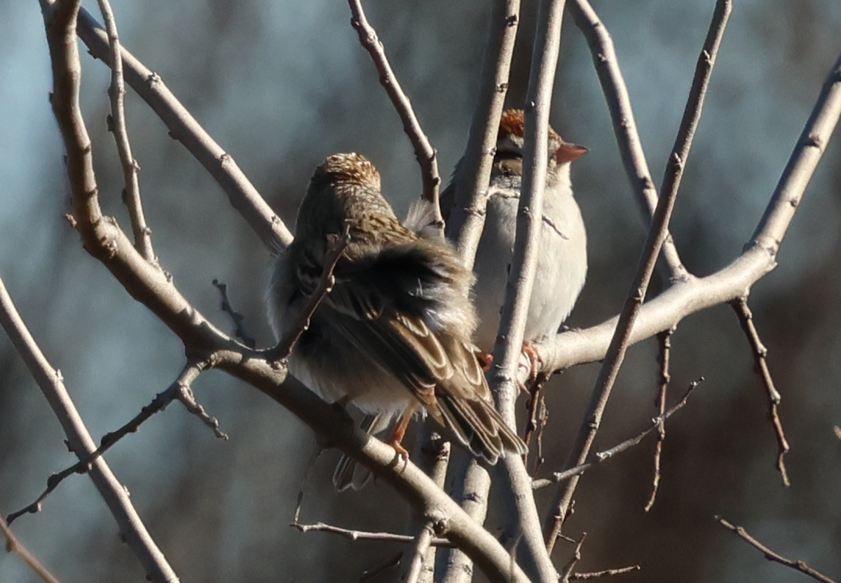 Brewer's Sparrow - ML630151219
