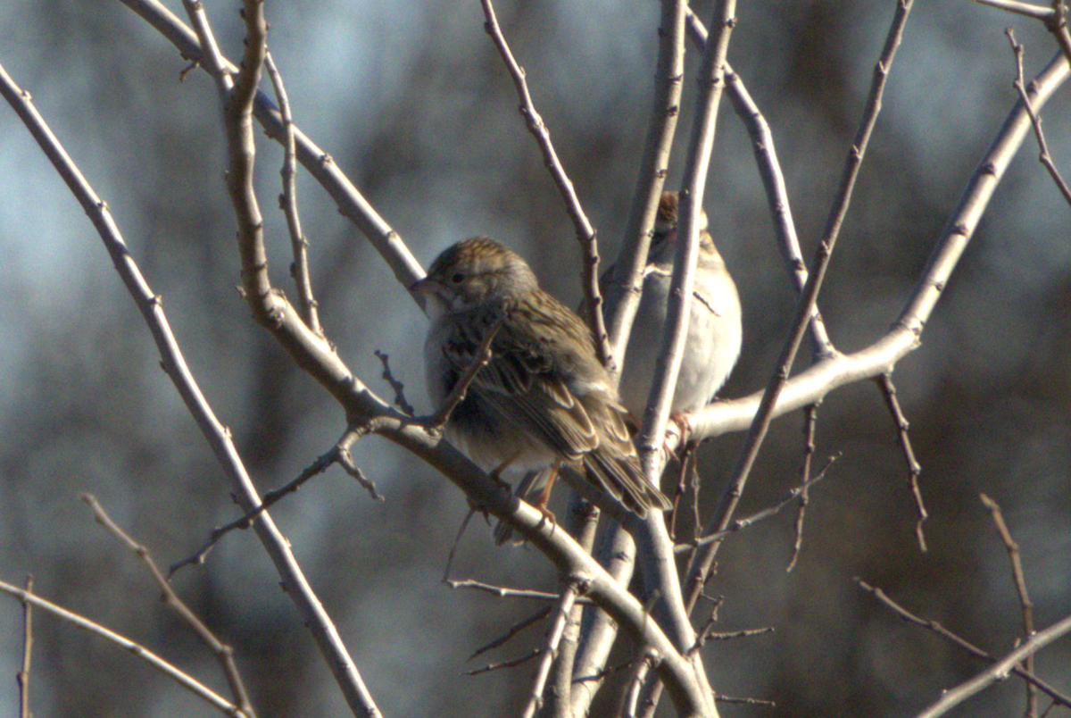 Brewer's Sparrow - ML630151220