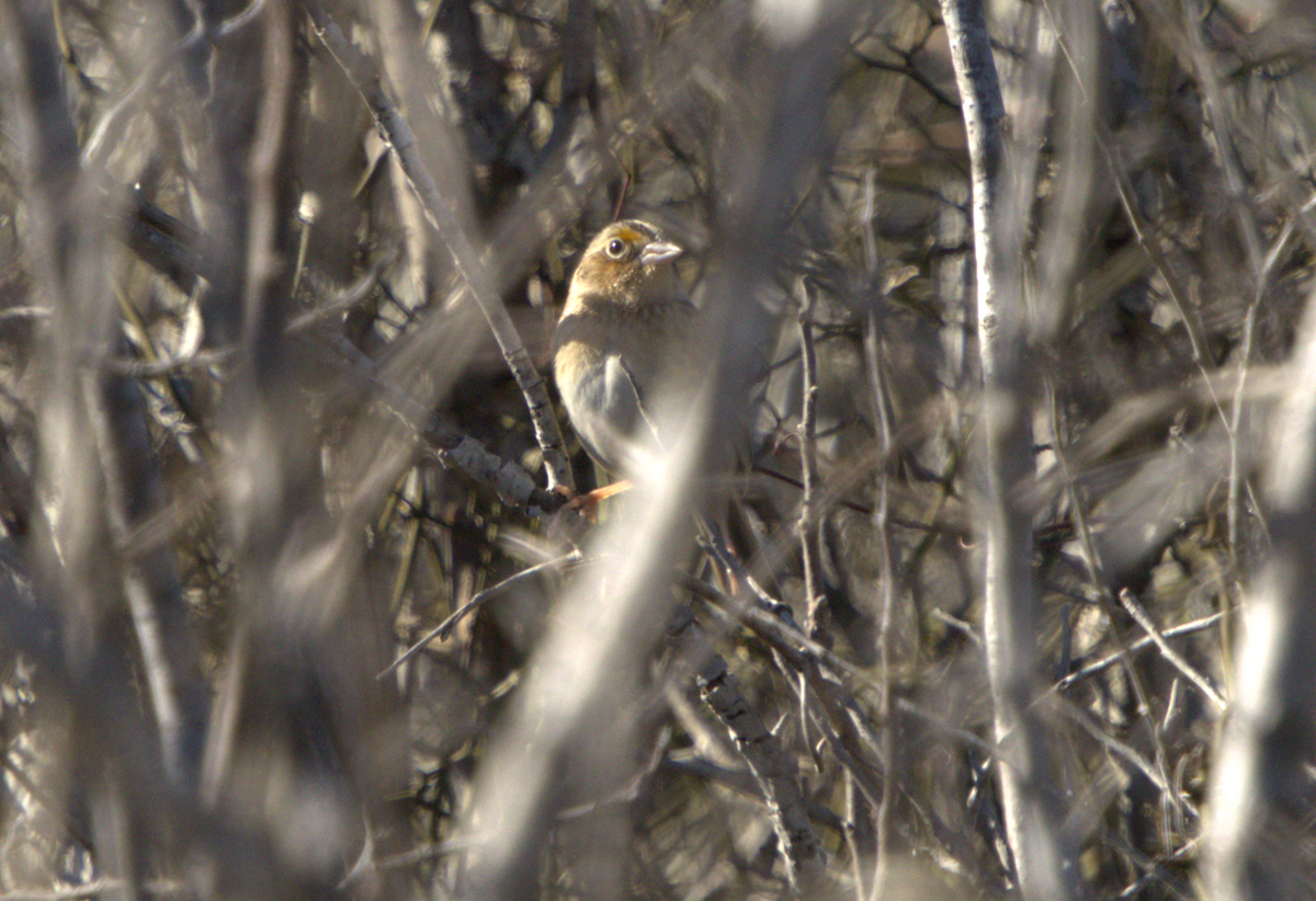 Grasshopper Sparrow - ML630151244