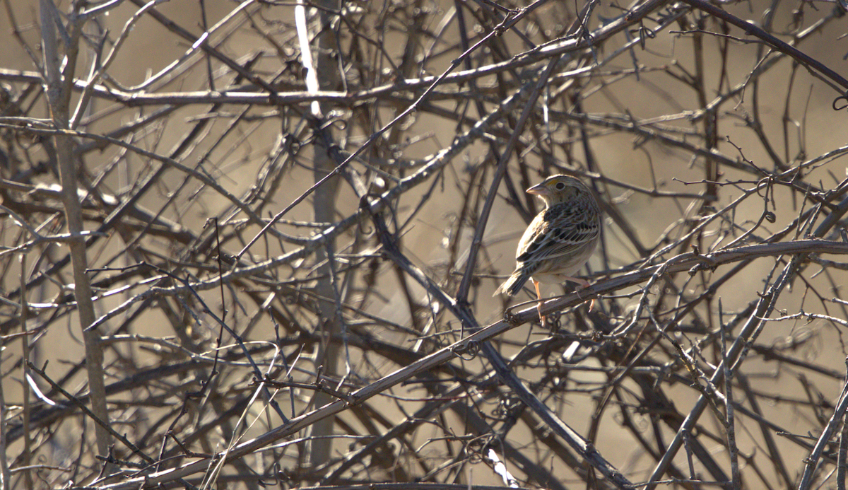 Grasshopper Sparrow - ML630151245