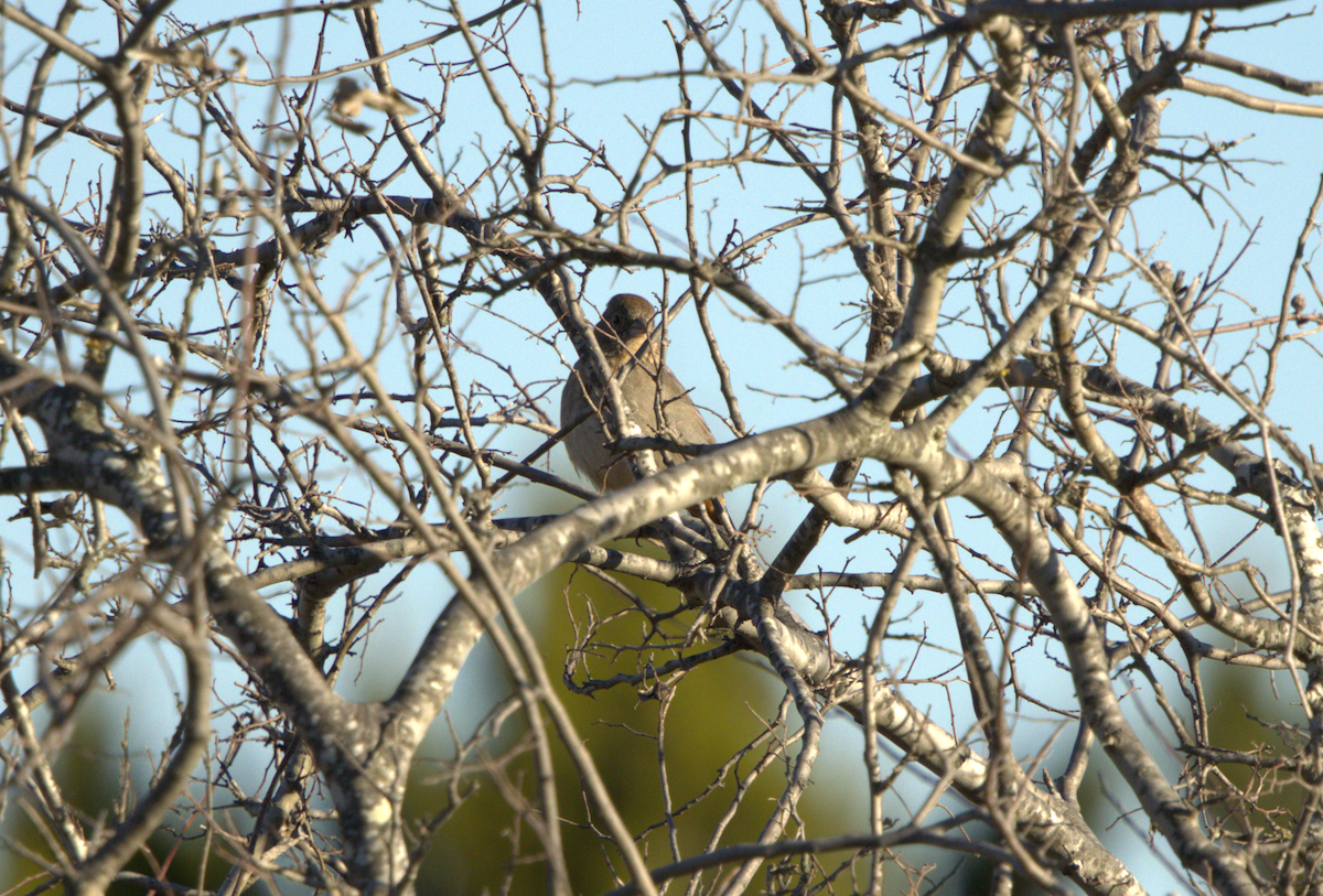 Canyon Towhee - ML630151250