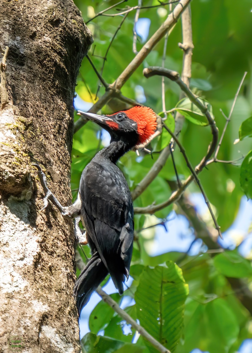 White-bellied Woodpecker - ML630151266