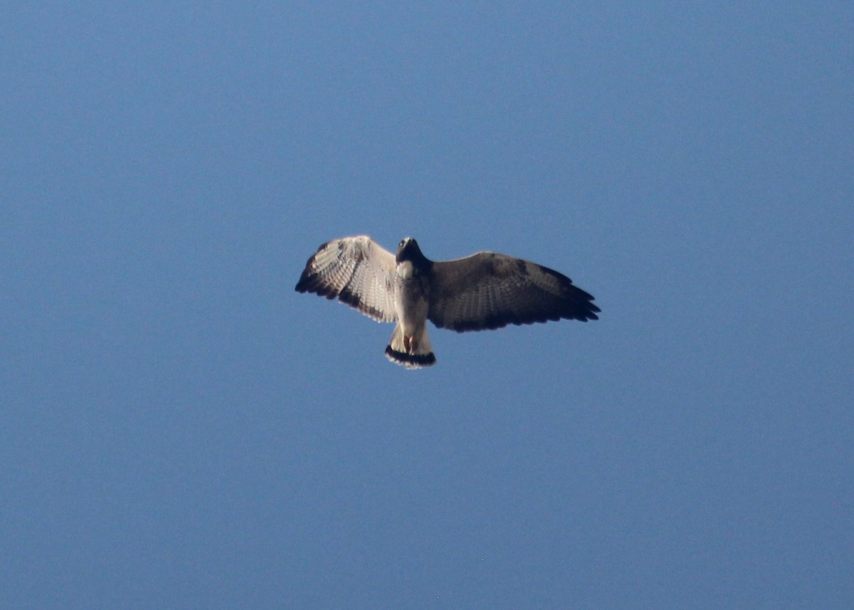 White-tailed Hawk - ML630151486