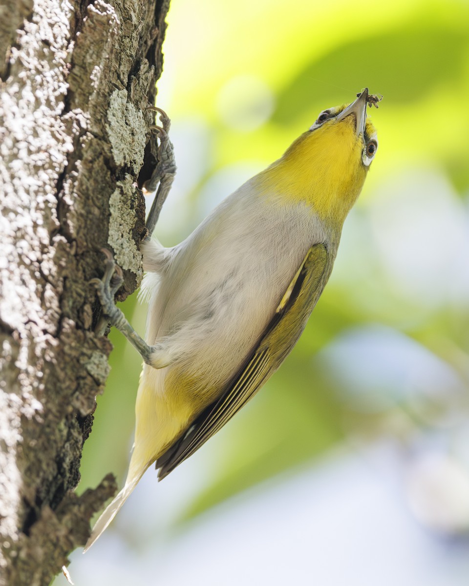 Ashy-bellied White-eye - ML630151520