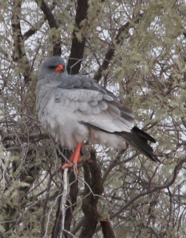 Pale Chanting-Goshawk - ML630151628
