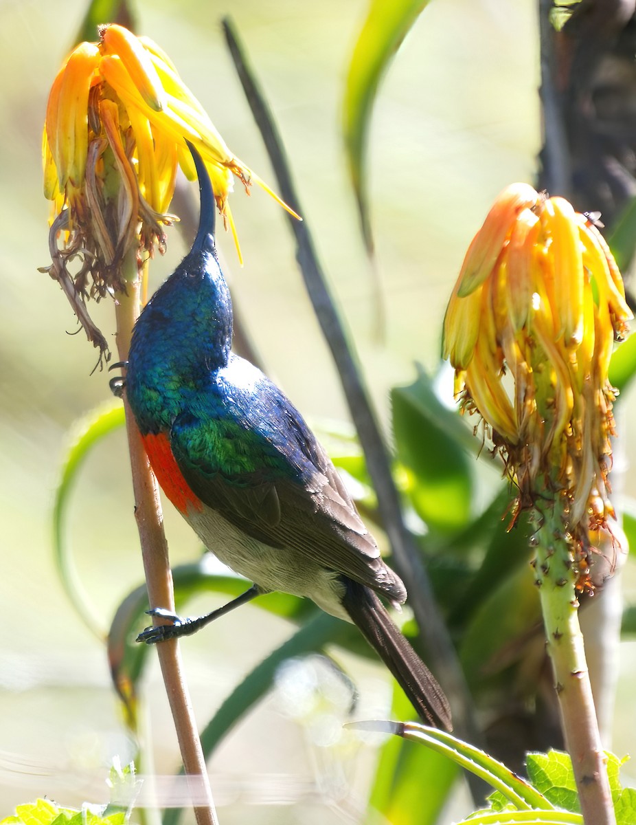 Greater Double-collared Sunbird - ML630151662