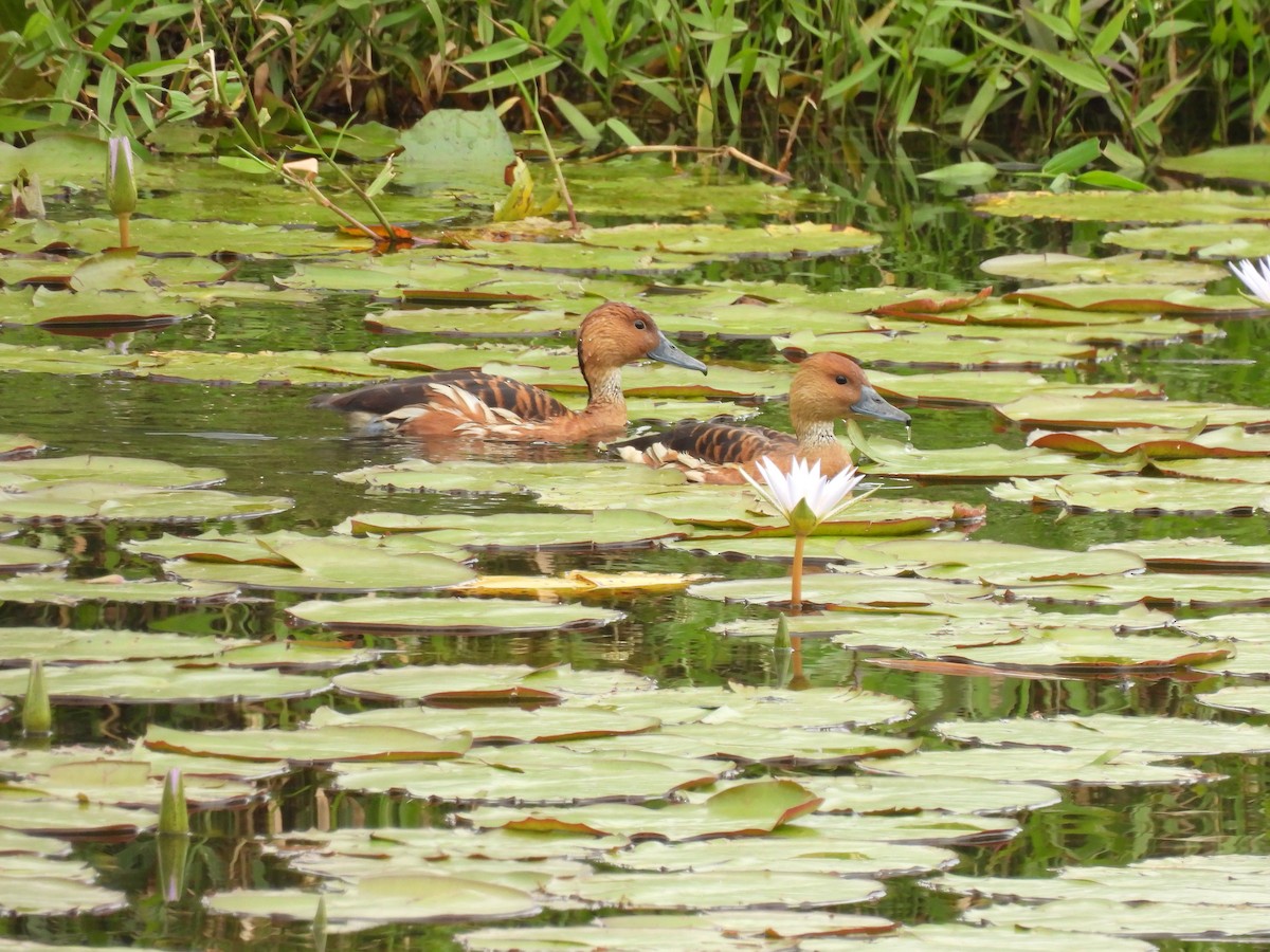 Fulvous Whistling-Duck - ML630151678