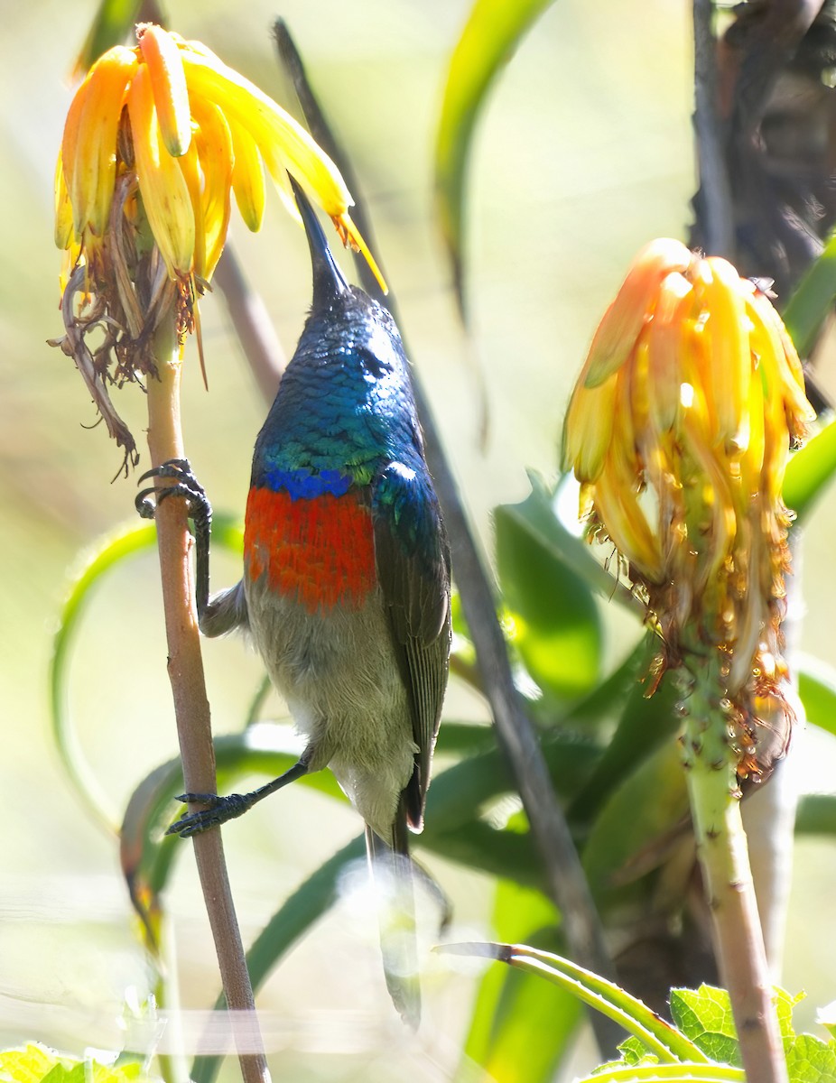 Greater Double-collared Sunbird - ML630151704