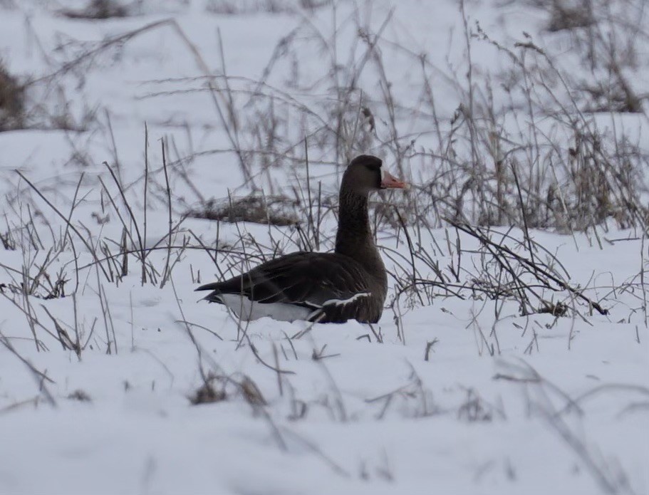 Greater White-fronted Goose - ML630151772