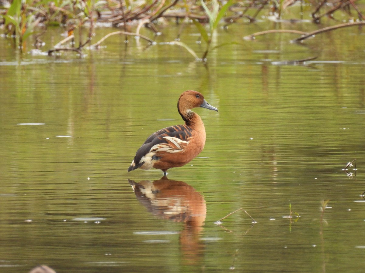 Fulvous Whistling-Duck - ML630151781