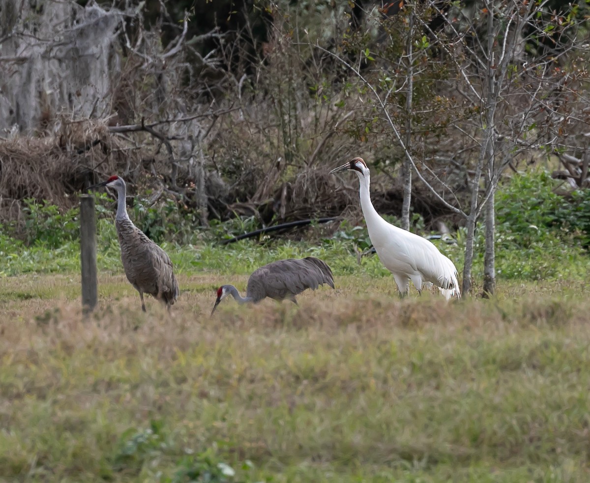 Whooping Crane - ML630151786