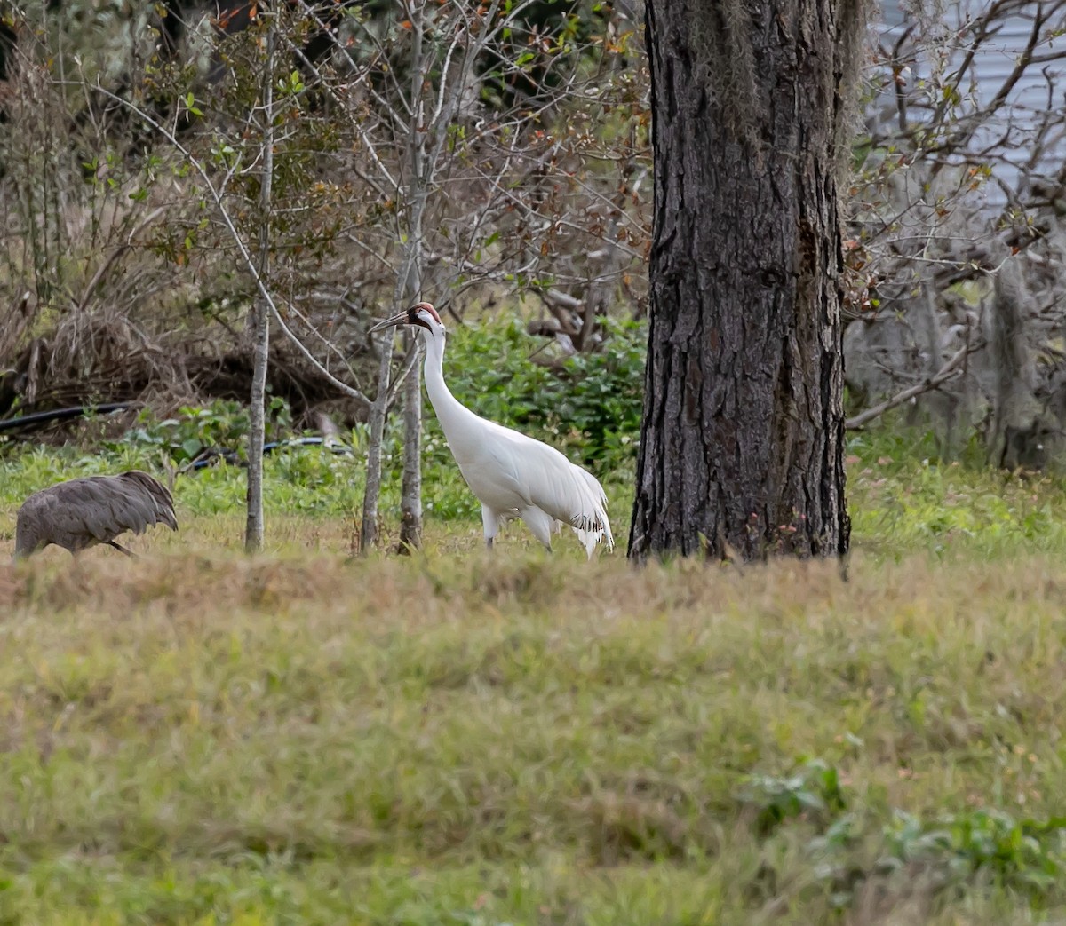 Whooping Crane - ML630151787