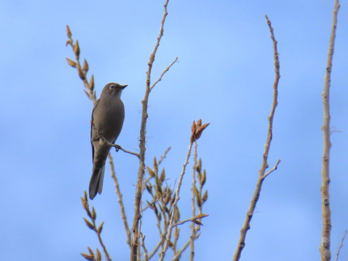 Townsend's Solitaire - ML630151848